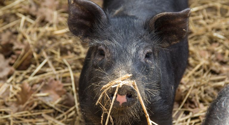 Αφρικανική Πανώλη των χοίρων: Αυξάνονται τα κρούσματα στη Ρωσία