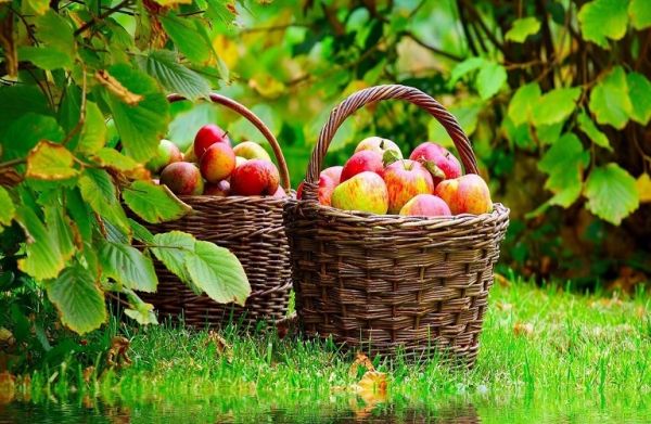 Μήλα από τον κήπο τους προτιμούν οι Ισπανοί