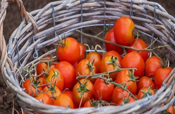 Πώς επιστήμονες κατάφεραν να ελέγξουν την ωρίμανση της ντομάτας