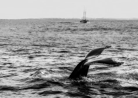Γκρίζα φάλαινα: Για πρώτη φορά στα γαλλικά παράλια
