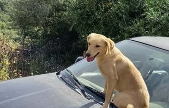 Αχαΐα: Αγρότης τραυματίστηκε όταν ανατράπηκε το τρακτέρ του – Συγκινεί η αφοσίωση του σκύλου του