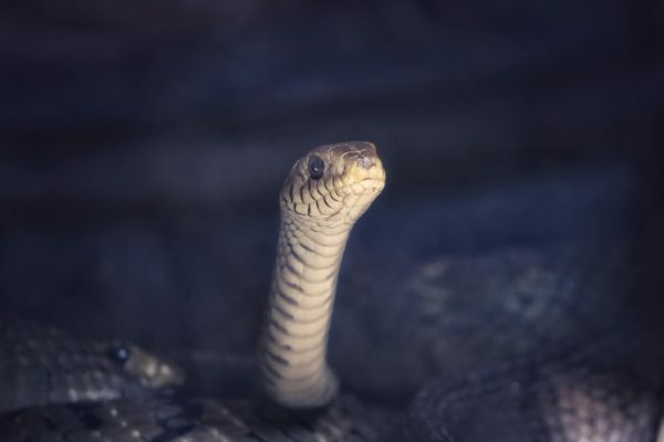 Χαμός στο ΚΤΕΛ Κηφισού – Φίδι έφερε τον τρόμο σε ταξιδιώτες