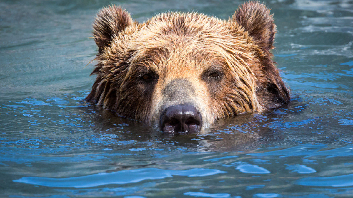 Ρουμανία: Ο «βασιλιάς» των αρκούδων σκοτώθηκε από έναν πρίγκιπα του Λιχτενστάιν