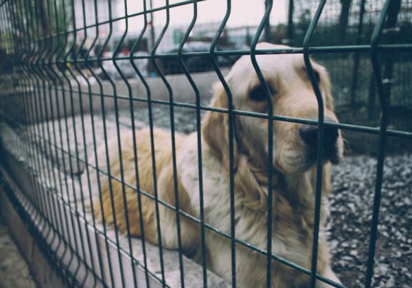 Σε δημόσια διαβούλευση το νομοσχέδιο για κατοικίδια και αδέσποτα ζώα – Βαριές ποινές για κακοποίηση