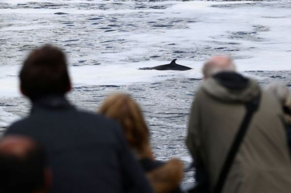 Φάλαινα στον Τάμεση: Αγωνιώδεις προσπάθειες των διασωστών να την κατευθύνουν στη θάλασσα