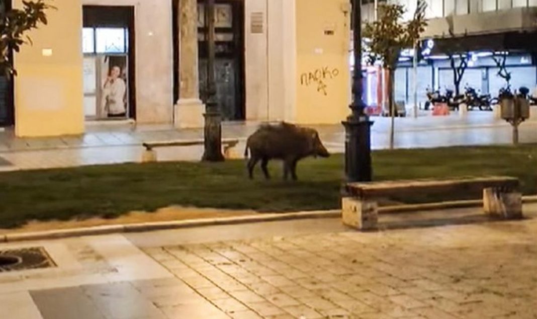 Ειδικές παγίδες για να πιάσουν τα αγριογούρουνα… Βορείων Προαστίων