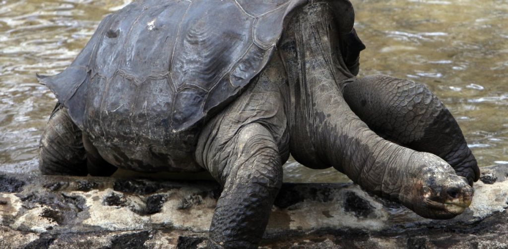 Νησιά Γκαλαπάγκος: Γιγάντια χελώνα ανήκει σε είδος που θεωρούσαν εξαφανισμένο για έναν αιώνα