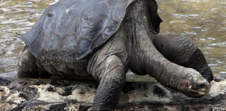 Νησιά Γκαλαπάγκος: Γιγάντια χελώνα ανήκει σε είδος που θεωρούσαν εξαφανισμένο για έναν αιώνα