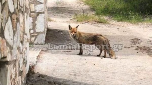 Η ιστορία της «κυρά Μάρως» της αλεπούς που λατρεύει όλη η Φθιώτιδα