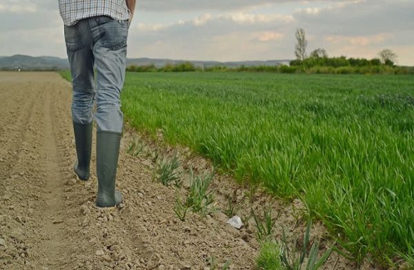 Αγροτικό εισόδημα και επιδοτήσεις: Τι έδειξε έρευνα