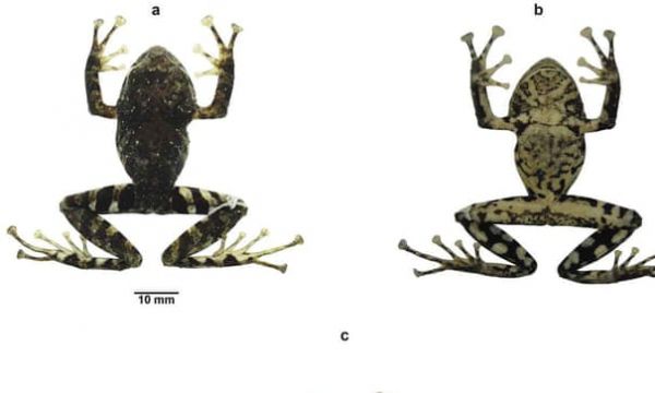 Βάτραχος – Ροκ σταρ παίρνει το όνομά του από… τους Led Zeppelin