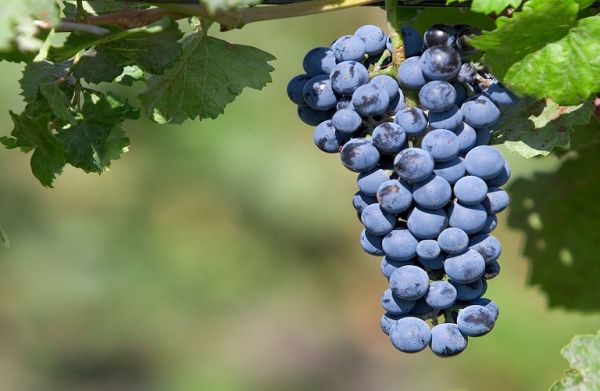 Λάρισα: Απώλειες για τους παραγωγούς επιτραπέζιων σταφυλιών