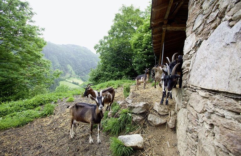 Έρχεται διαβούλευση για τις σταβλικές εγκαταστάσεις