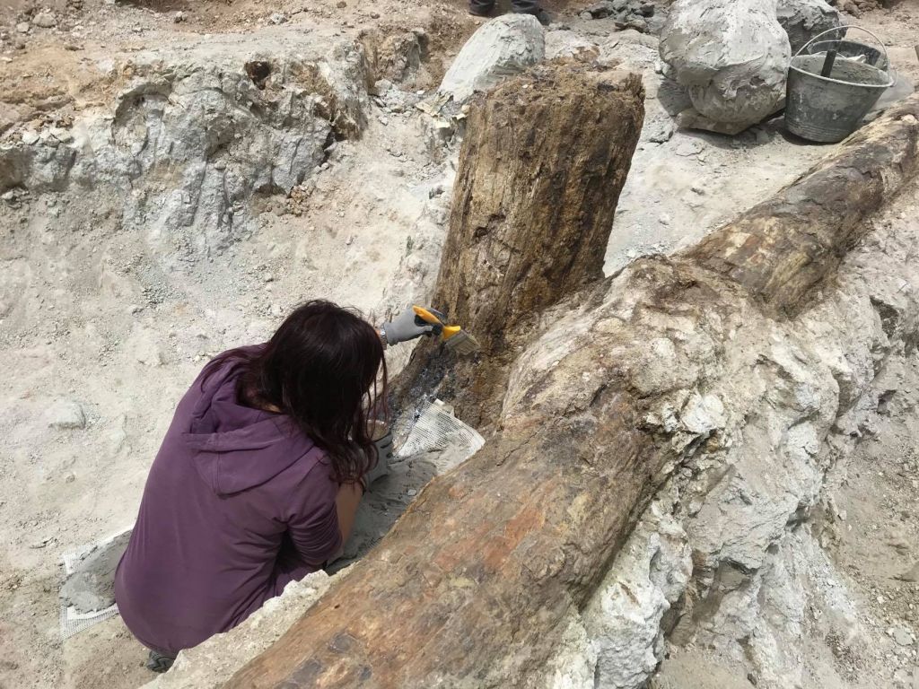 Λέσβος: Εικονική ξενάγηση 52 χωρών στο Απολιθωμένο Δάσος