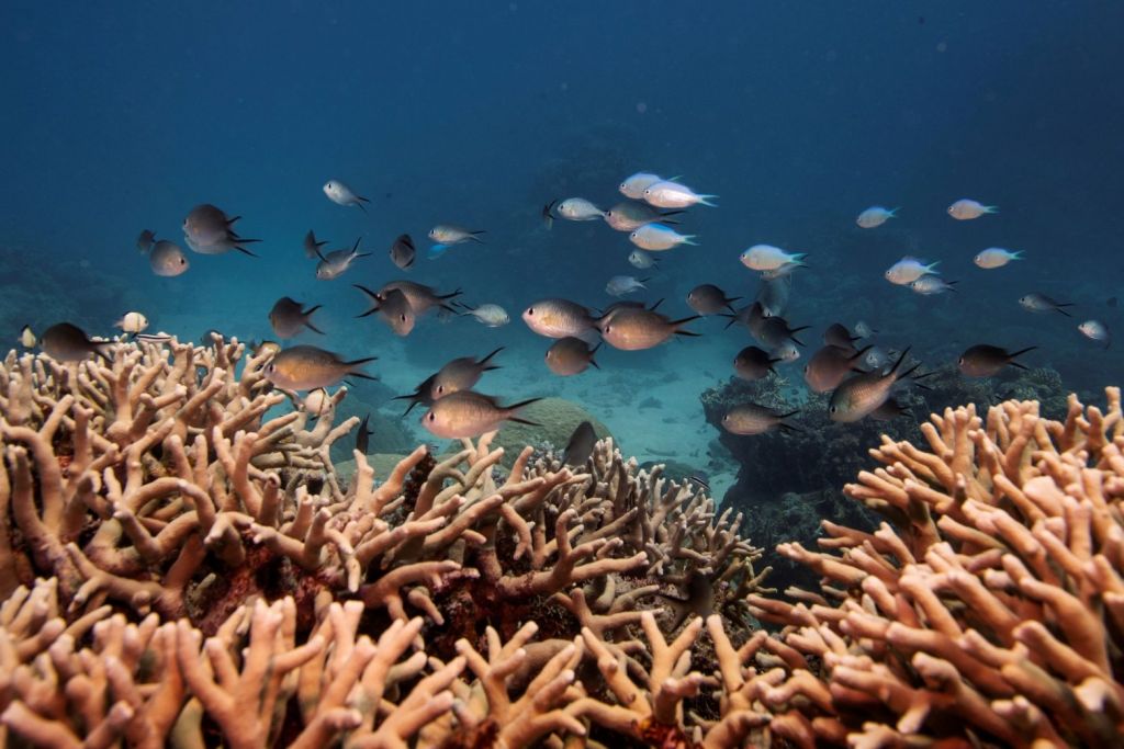 Καβγάς Αυστραλίας – UNESCO για την κατάντια του Μεγάλου Κοραλλιογενούς Φράγματος