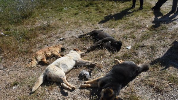 Κτηνωδία στο Άργος: Τέσσερα αδέσποτα νεκρά σκυλιά από φόλες