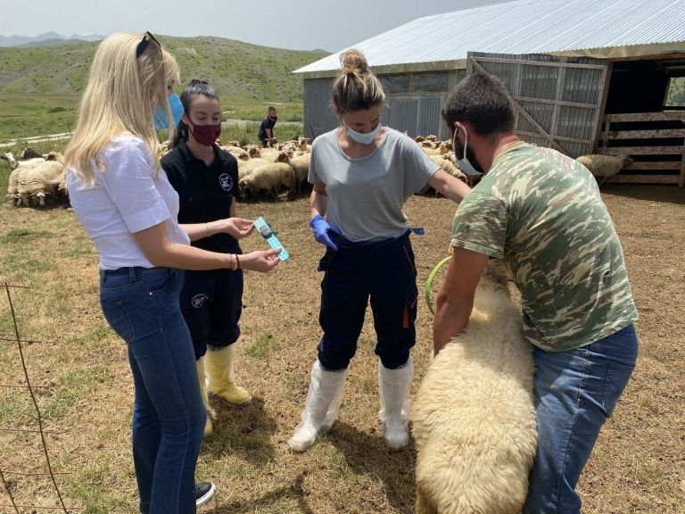 Κτηνοτροφία: Η παραγωγική σύνδεση της επιστήμης με την παράδοση