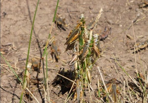 ΗΠΑ: Μετά την ξηρασία, οι αδηφάγες ακρίδες
