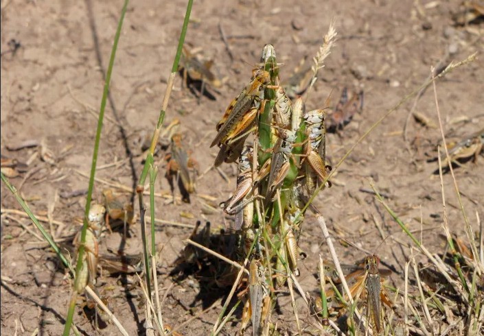 ΗΠΑ: Μετά την ξηρασία, οι αδηφάγες ακρίδες