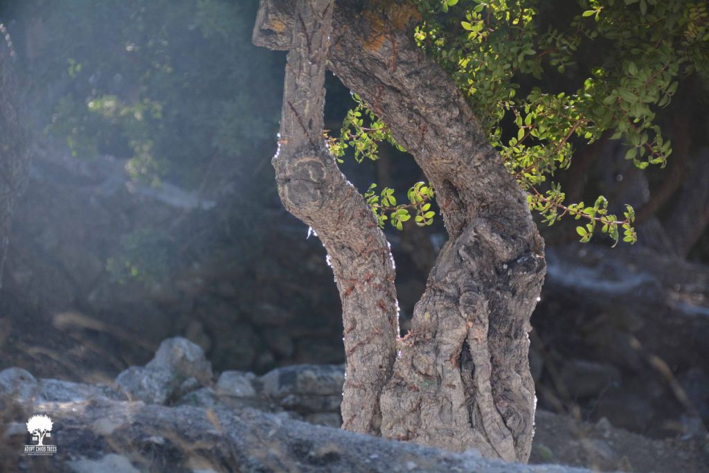 Η Λένια Ζυγλάκη είναι ο άνθρωπος πίσω από τις υιοθεσίες μαστιχόδεντρων στην Χίο