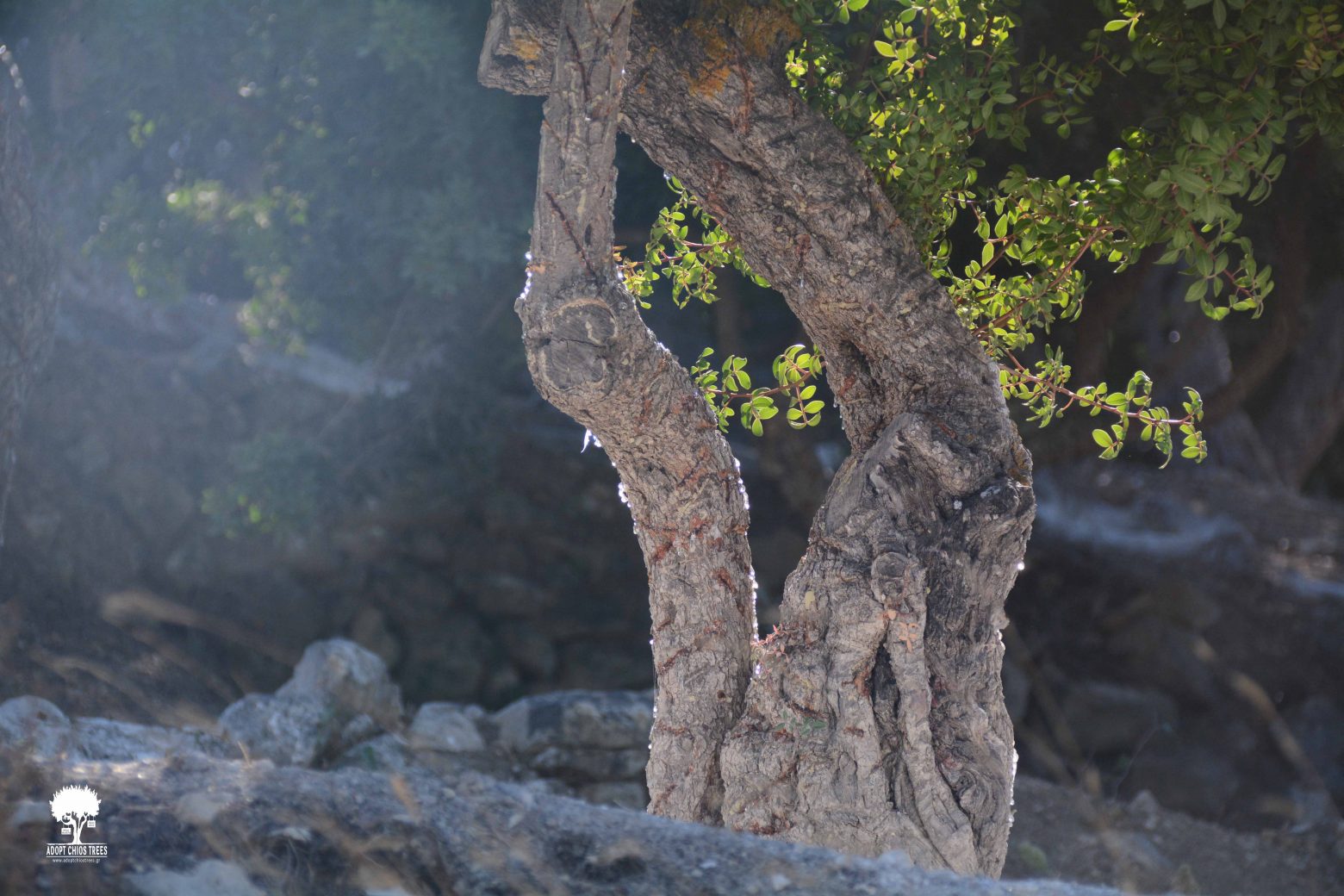 Η Λένια Ζυγλάκη είναι ο άνθρωπος πίσω από τις υιοθεσίες μαστιχόδεντρων στην Χίο