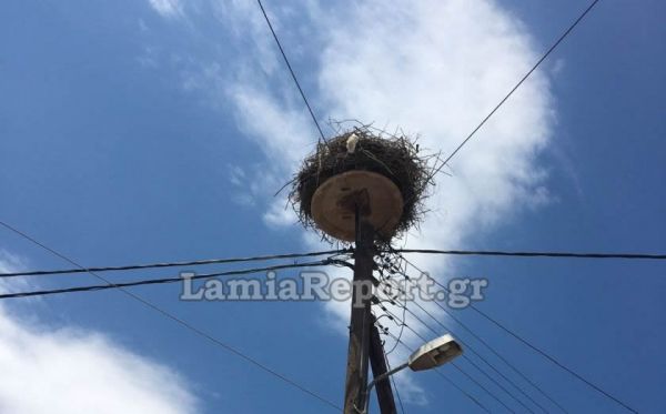 Λαμία: Επιχείρηση διάσωσης για έναν μικρό πελαργό που γλίστρησε από τη φωλιά του