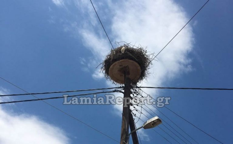 Λαμία: Επιχείρηση διάσωσης για έναν μικρό πελαργό που γλίστρησε από τη φωλιά του