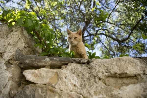 Βόλος: Σκότωσε γάτα και την πέταξε στα σκουπίδια – Θα πληρώσει 30.000 ευρώ
