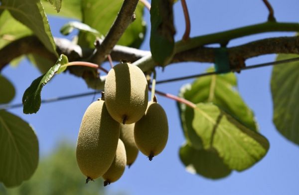 Ακτινιδιά: Εμφανίστηκε βακτηριακό έλκος στην Αιτωλοακαρνανία – Συναγερμός στην Άρτα