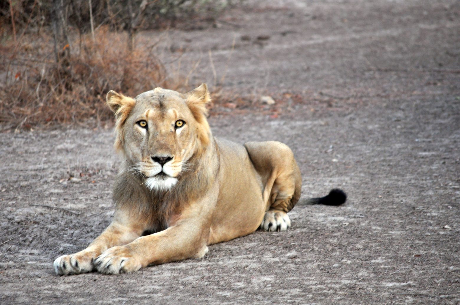 Λιοντάρι πέθανε από Covid-19 σε ζωολογικό κήπο της Ινδίας