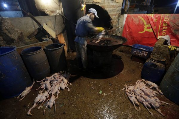 Κοροναϊός: Χιλιάδες ζωντανά είδη πωλούνταν στην Ουχάν, όχι όμως παγκολίνοι και νυχτερίδες