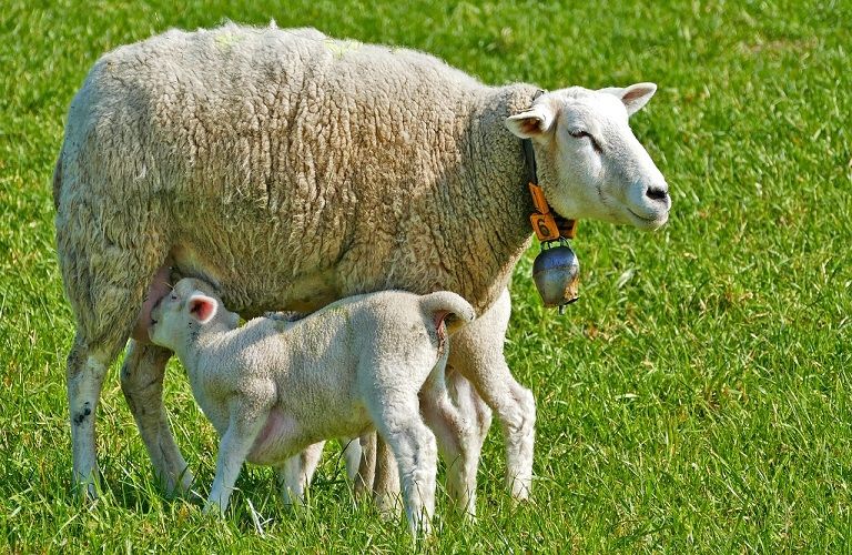 Καταρροϊκός πυρετός: Το πρόγραμμα επιτήρησης – Τι προβλέπει