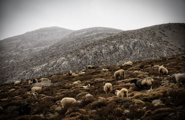 Έως 7 Ιούνη οι πράξεις διόρθωσης για τους «κομμένους» κτηνοτρόφους