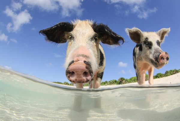 Οι διακοπές έρχονται, τα PIGS επιστρέφουν