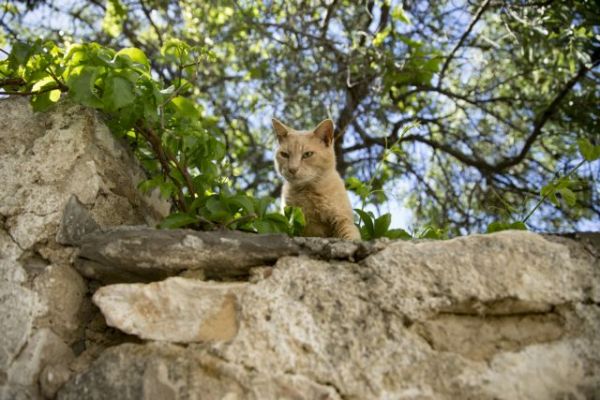 Απίστευτη κτηνωδία στη Μυτιλήνη: Άνδρας πάτησε μέχρι θανάτου ένα γατάκι