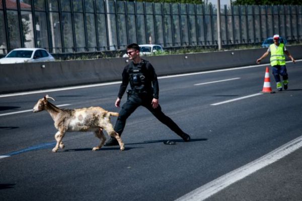 Κατσίκες και κότες «ξεχύθηκαν» στην Εθνική Οδό μετά από φωτιά σε φορτηγό