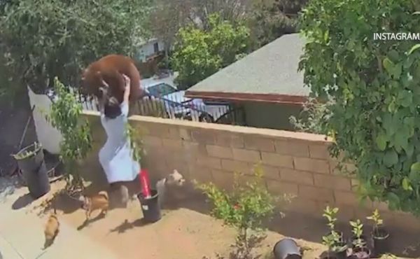 Απίστευτο βίντεο: 17χρονη παλεύει με αρκούδα που επιτέθηκε στα σκυλιά της