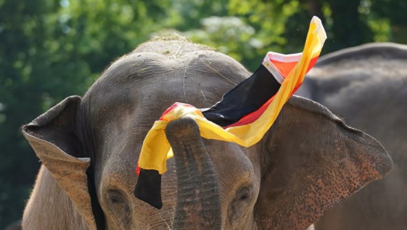 Euro 2020: Ελέφαντας… προβλέπει τον νικητή στο Γερμανία – Γαλλία