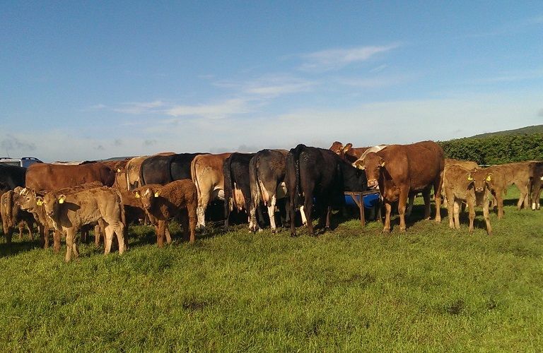 Κτηνοτρόφοι: Καθορίστηκε το ύψος της συνδεδεμένης