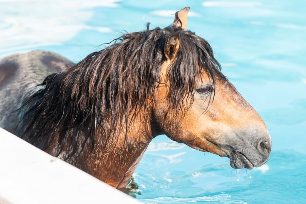 Κεφαλονιά: Άλογο έπεσε σε πισίνα  ξενοδοχείου – Επιχείρηση για τη διάσωσή του