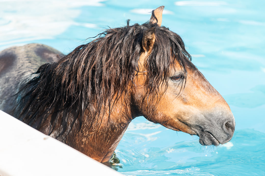 Κεφαλονιά: Άλογο έπεσε σε πισίνα  ξενοδοχείου - Επιχείρηση για τη διάσωσή του
