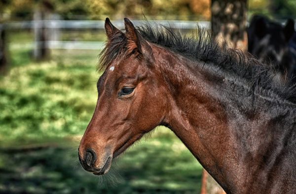 Ηράκλειο: Αυτόφωρο και 30.000 ευρώ πρόστιμο για κακοποίηση αλόγου