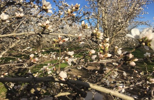 Αμυγδαλιά: Συνεχίζεται η εμφάνιση εντομολογικών εχθρών