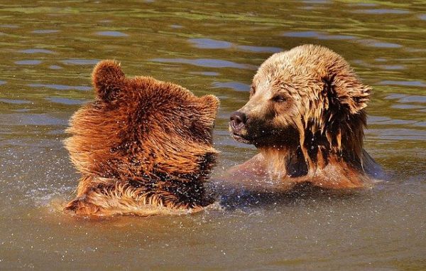Καναδάς: Αρκουδάκια κολυμπούν σε πισίνα για να δροσιστούν