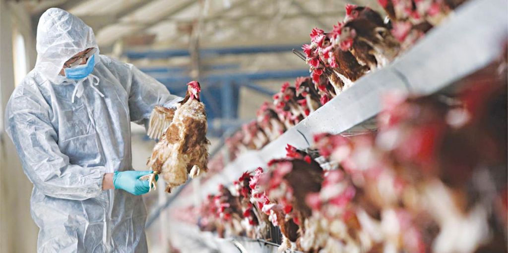 Γρίπη των πτηνών: Πρώτο κρούσμα σπάνιου στελέχους του ιού ανακοίνωσε η Κίνα