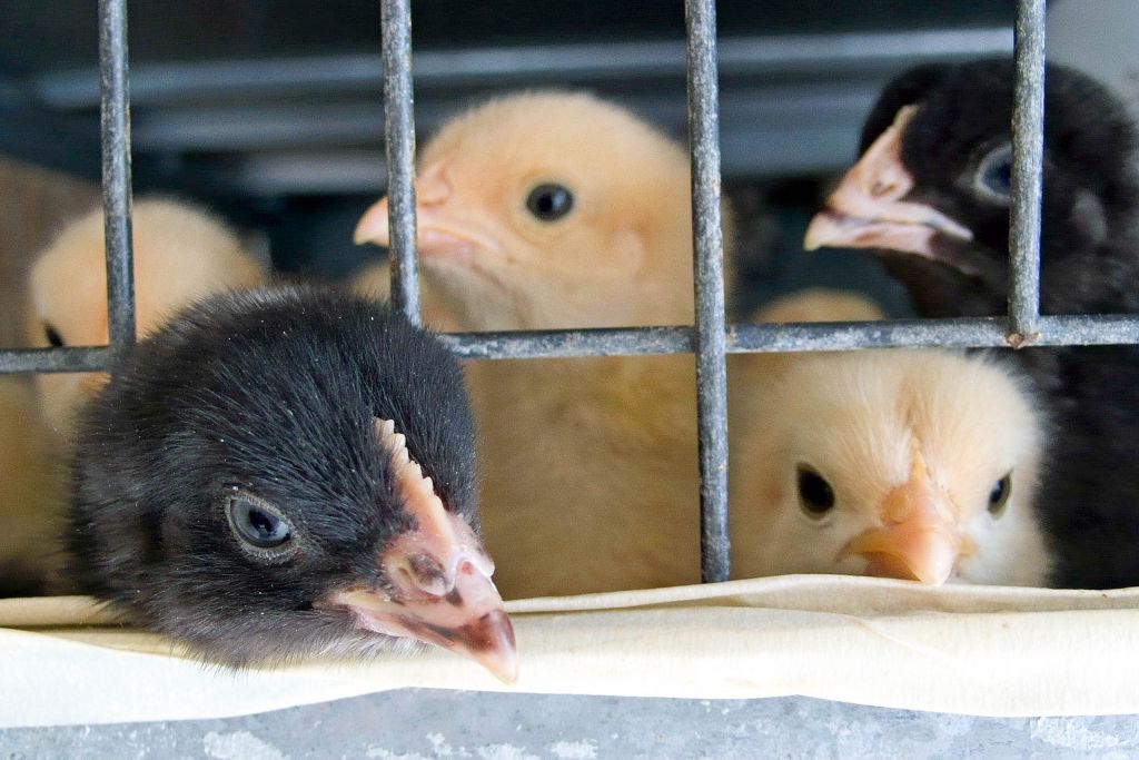 Απαγόρευση της εκτροφής σε κλουβιά προωθεί η Κομισιόν για ορισμένα ζώα