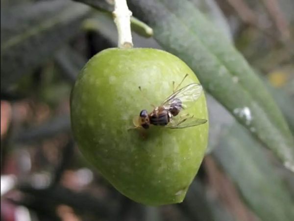 Κυνουρία: Ζητούν την άμεση εκκίνηση της δακοκτονίας