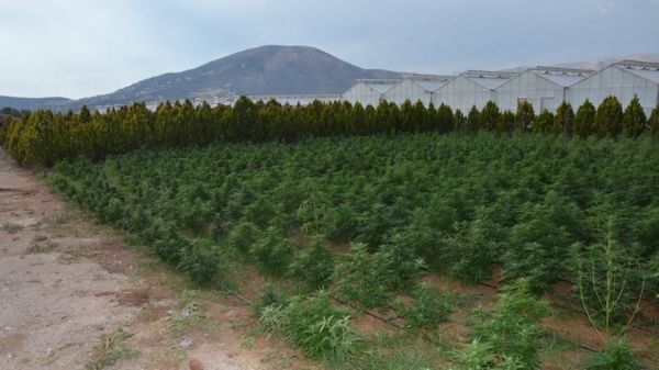 Μεγάλη επιχείρηση της ΕΛ.ΑΣ στην Ανάβυσσο: Έφοδος σε φυτεία με 46.000 δενδρύλλια χασίς – Βρέθηκαν όπλα