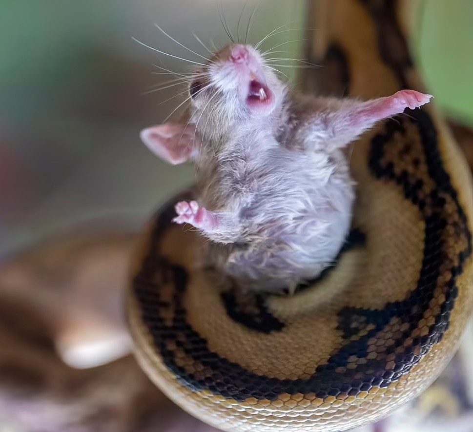 Ποντίκι μοιάζει να εκλιπαρεί για βοήθεια την ώρα που συνθλίβεται από έναν πύθωνα