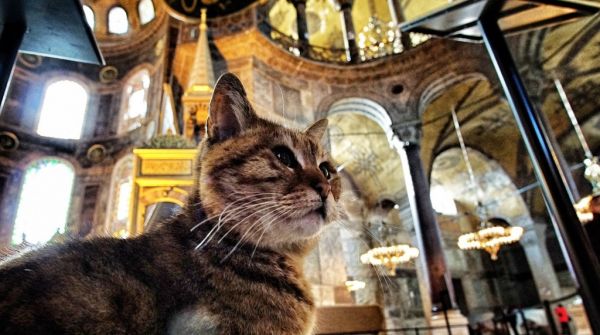 Κωνσταντινούπολη: Viral η διαφήμιση για τα μέσα μεταφοράς με πρωταγωνιστές τις περίφημες γάτες της Πόλης